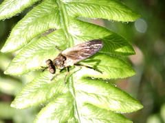Eudioctria sackeni