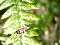 Eudioctria sackeni
