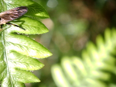 Eudioctria sackeni