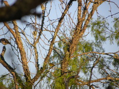 Leiothlypis ruficapilla