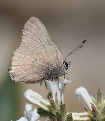 Satyrium