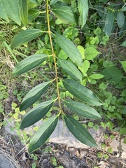 Forsythia viridissima