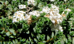 Pimelea carnosa