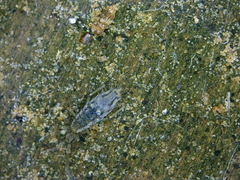 Entomobrya katzi