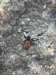 Phidippus insignarius