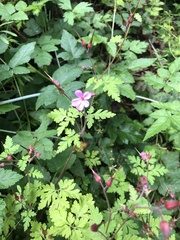 Geranium robertianum