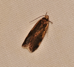 Hoplostega ochroma