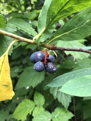 Oemleria cerasiformis