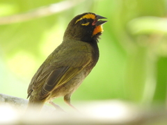 Yellow-Faced Grassquit photo 3