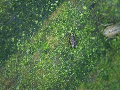 Cerobasis