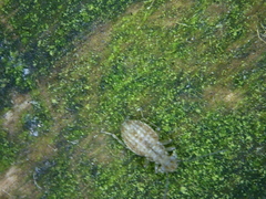 Cerobasis