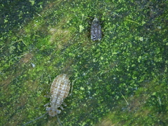 Cerobasis