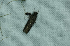 Teleiopsis diffinis