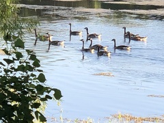 Branta canadensis image