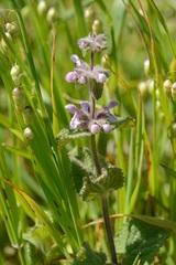 Stachys rigida quercetorum