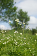 Galium elongatum