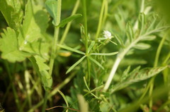 Galium elongatum