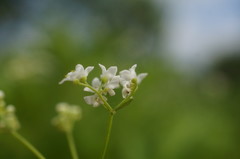 Galium elongatum