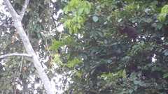 Plecturocebus discolor