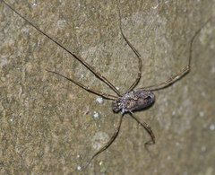Platybunus pinetorum