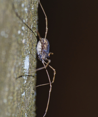 Platybunus pinetorum