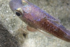 Vincentia novaehollandiae