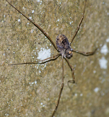 Platybunus pinetorum