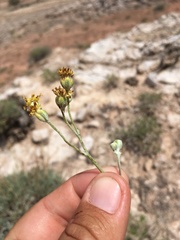 Hymenopappus filifolius cinereus