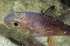 Vincentia novaehollandiae