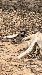 Passer domesticus