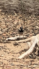 Passer domesticus
