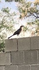 Quiscalus mexicanus