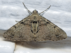 Syneora adelphodes