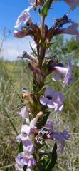 Penstemon albidus