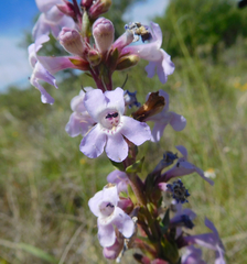 Penstemon albidus