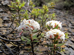 Pimelea gnidia