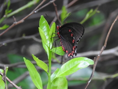 Parides montezuma