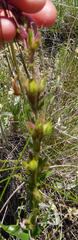 Penstemon albidus