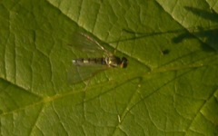 Sciapus platypterus