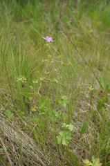 Geranium asphodeloides