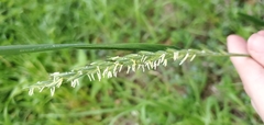 Elymus repens