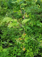 Puccinia coronata
