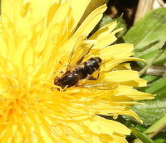 Anasimyia anausis