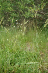 Hordeum capense