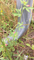 Acmispon parviflorus