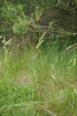 Hordeum capense