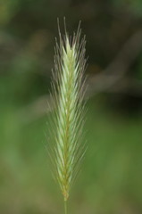 Hordeum capense