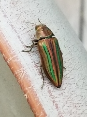 Buprestis striata