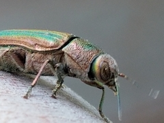 Buprestis striata