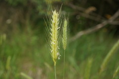 Hordeum capense